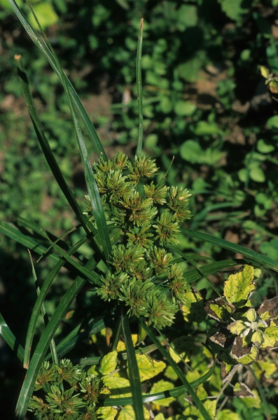 Cyperus eragrostis Lam., 1791