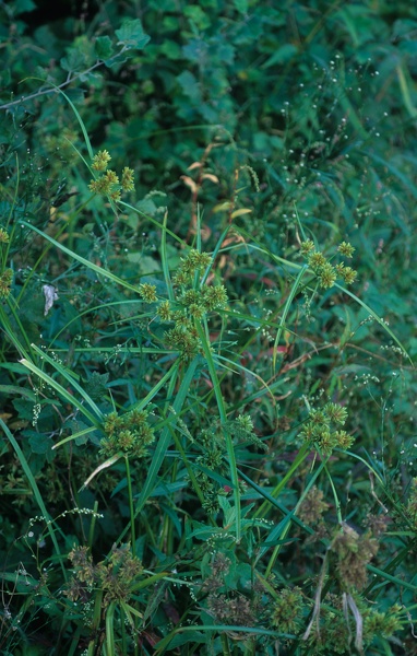 Cyperus eragrostis Lam., 1791