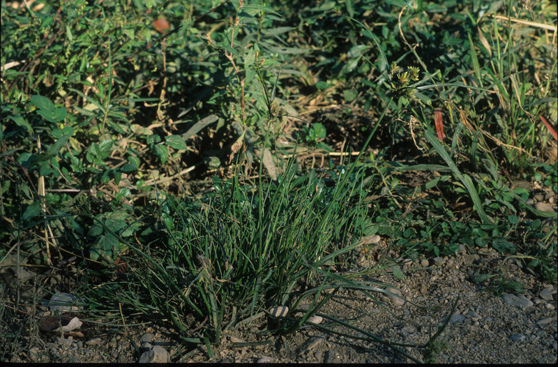Cyperus eragrostis Lam., 1791