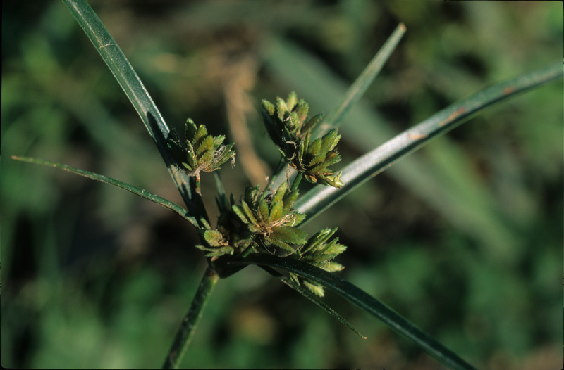Cyperus eragrostis Lam., 1791