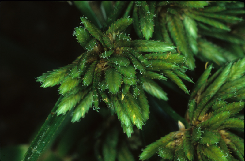 Cyperus eragrostis Lam., 1791