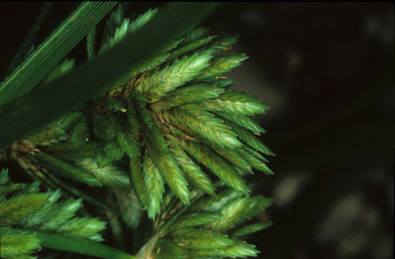 Cyperus eragrostis Lam., 1791