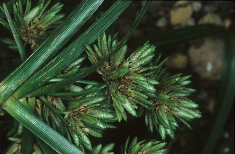 Cyperus eragrostis Lam., 1791