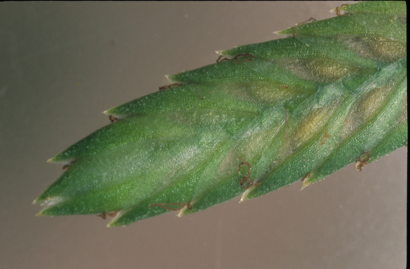 Cyperus eragrostis Lam., 1791