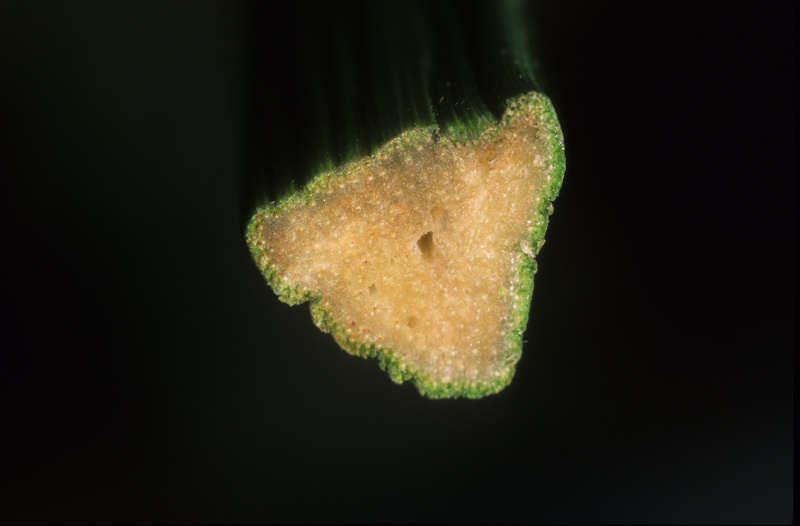 Cyperus eragrostis Lam., 1791