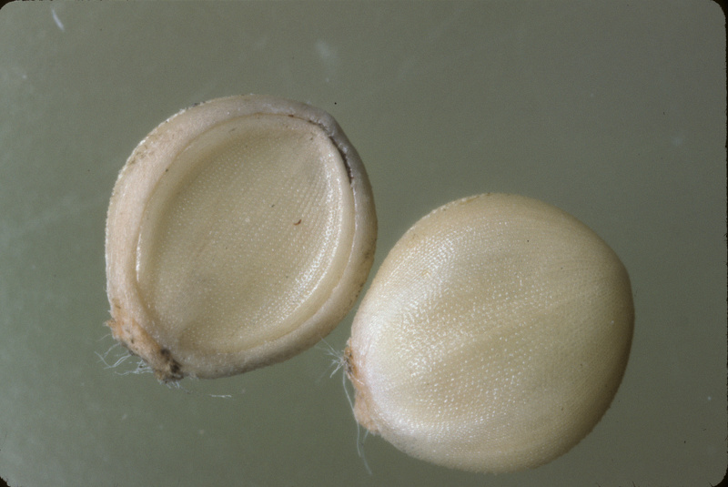 Paspalum dilatatum Poir., 1804