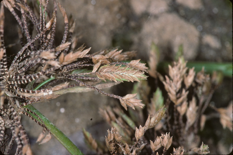 Cyperus eragrostis Lam., 1791