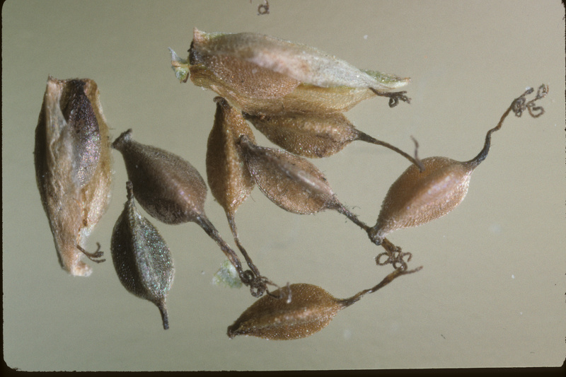 Cyperus eragrostis Lam., 1791