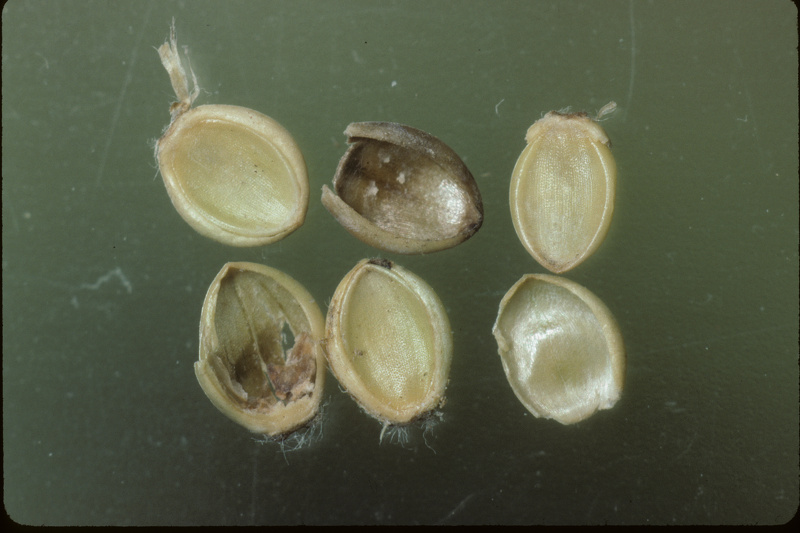 Paspalum dilatatum Poir., 1804