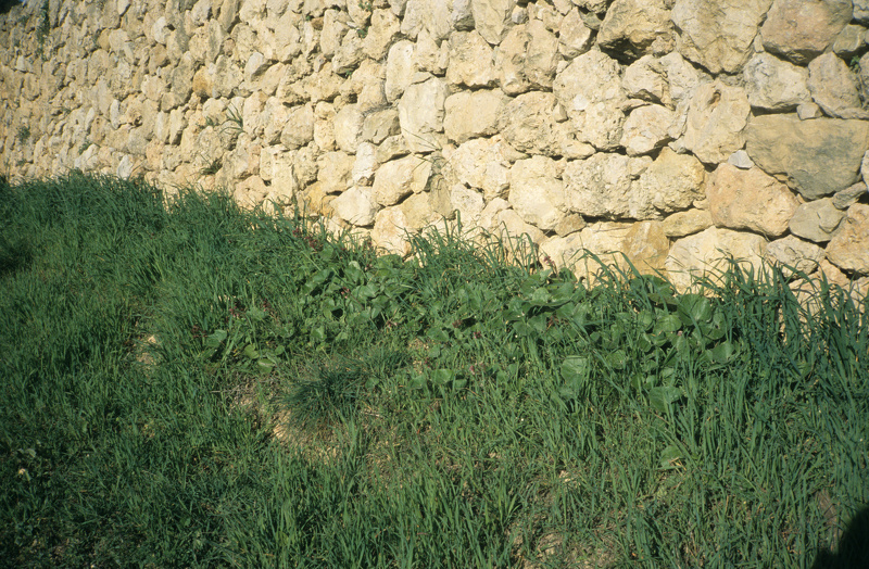 Petasites pyrenaicus (L.) G.López, 1986 [syn. Petasites fragrans (Vill.) C.Presl, 1826]