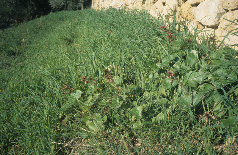 Petasites pyrenaicus (L.) G.López, 1986 [syn. Petasites fragrans (Vill.) C.Presl, 1826]