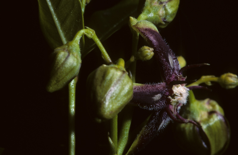 Periploca graeca L., 1753