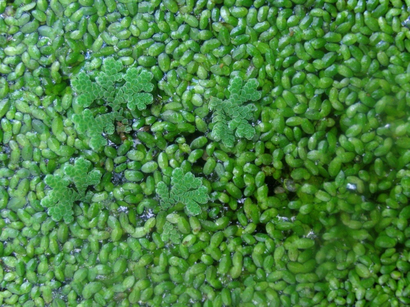 Azolla filiculoides Lam., 1783