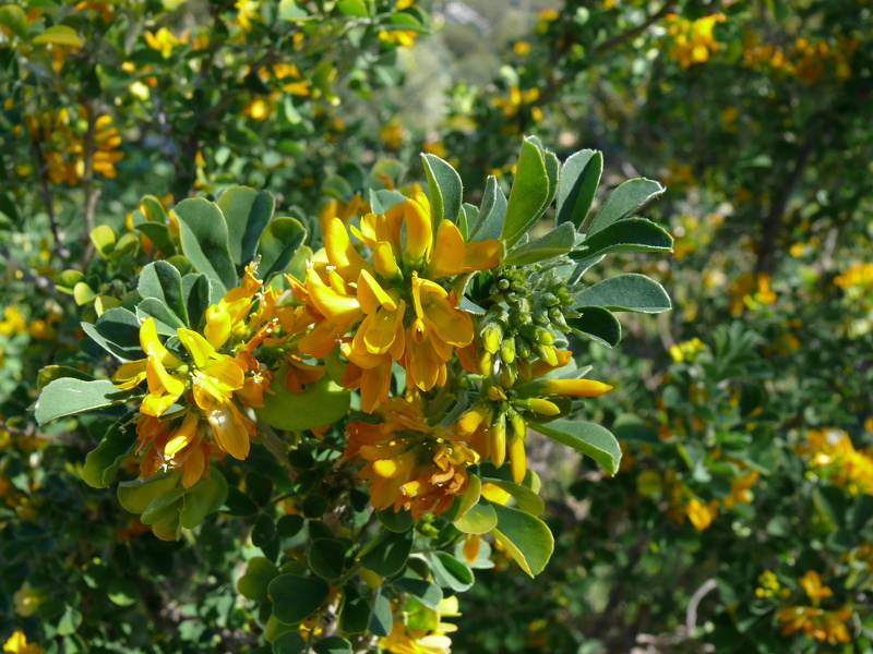 Medicago arborea L., 1753