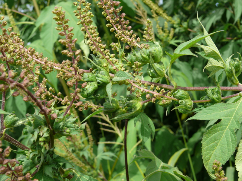 Ambrosia trifida L., 1753