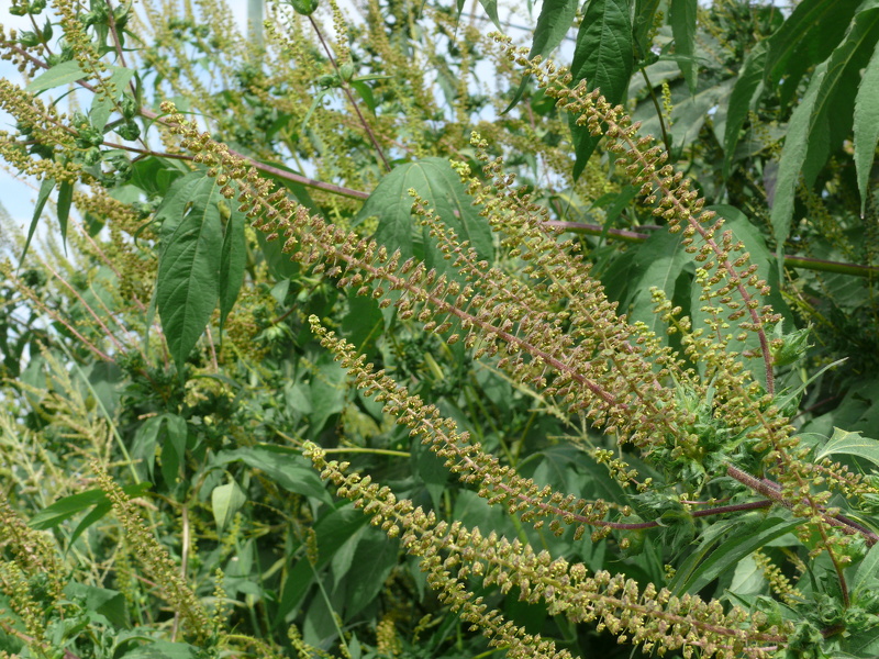 Ambrosia trifida L., 1753