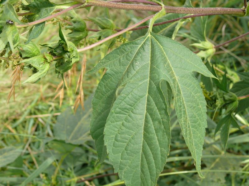 Ambrosia trifida L., 1753