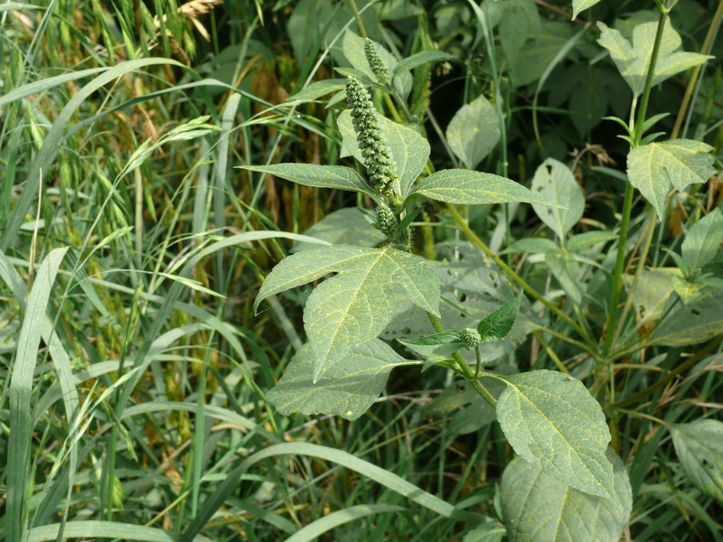 Ambrosia trifida L., 1753