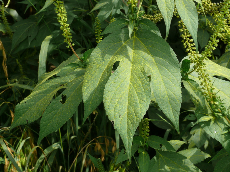 Ambrosia trifida L., 1753