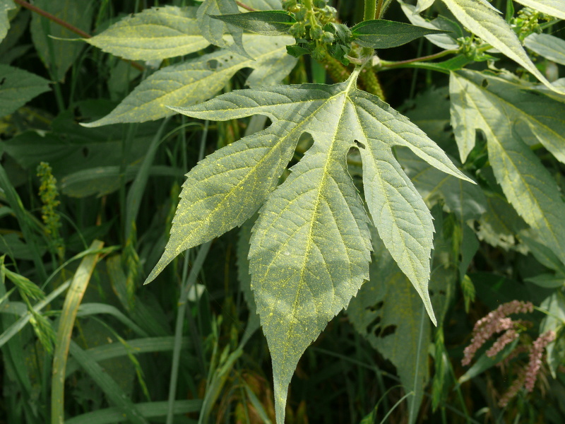 Ambrosia trifida L., 1753