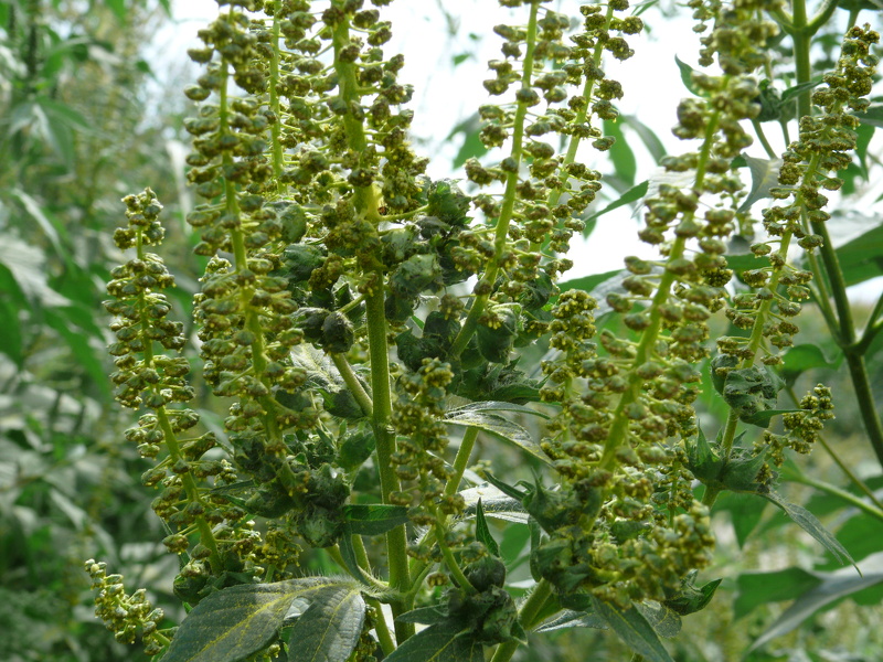 Ambrosia trifida L., 1753
