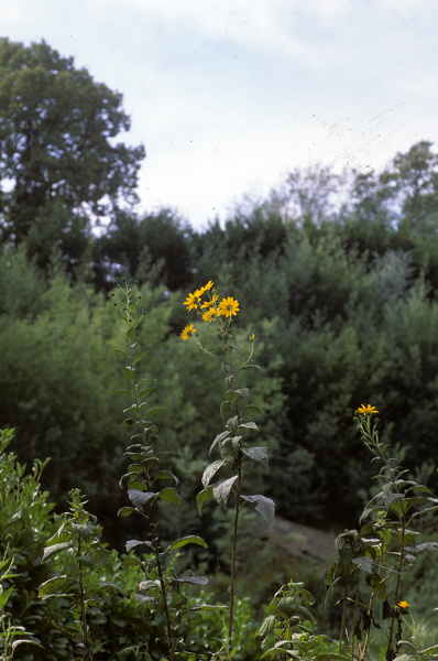 Helianthus tuberosus L., 1753