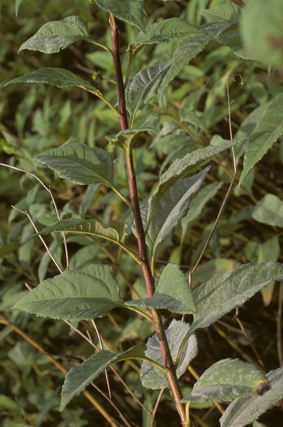 Helianthus tuberosus L., 1753