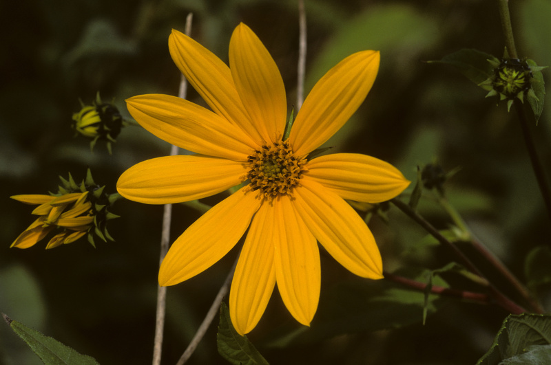 Helianthus tuberosus L., 1753