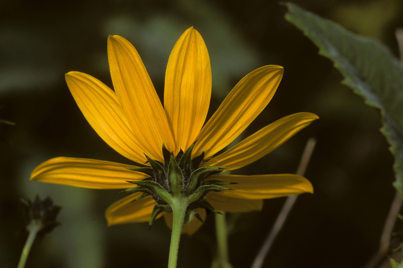 Helianthus tuberosus L., 1753