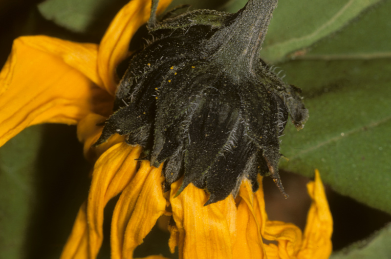 Helianthus tuberosus L., 1753