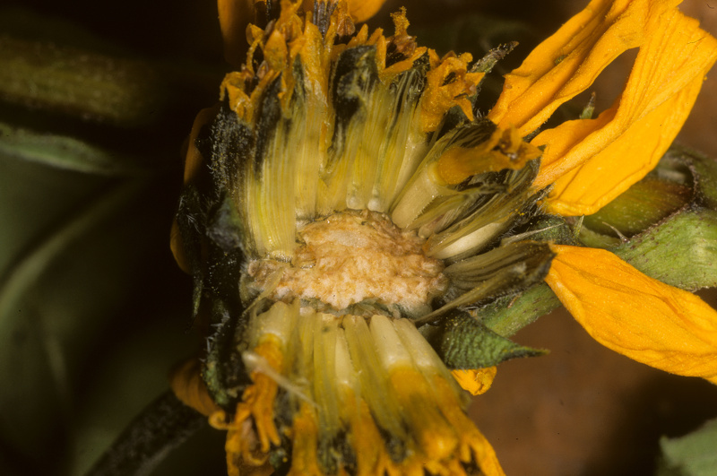 Helianthus tuberosus L., 1753