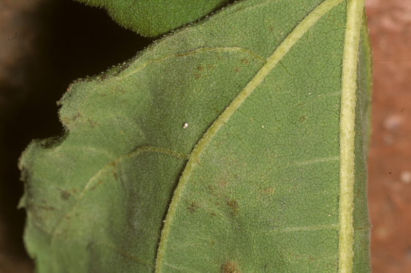 Helianthus tuberosus L., 1753