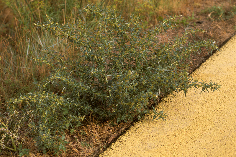 Xanthium spinosum L., 1753