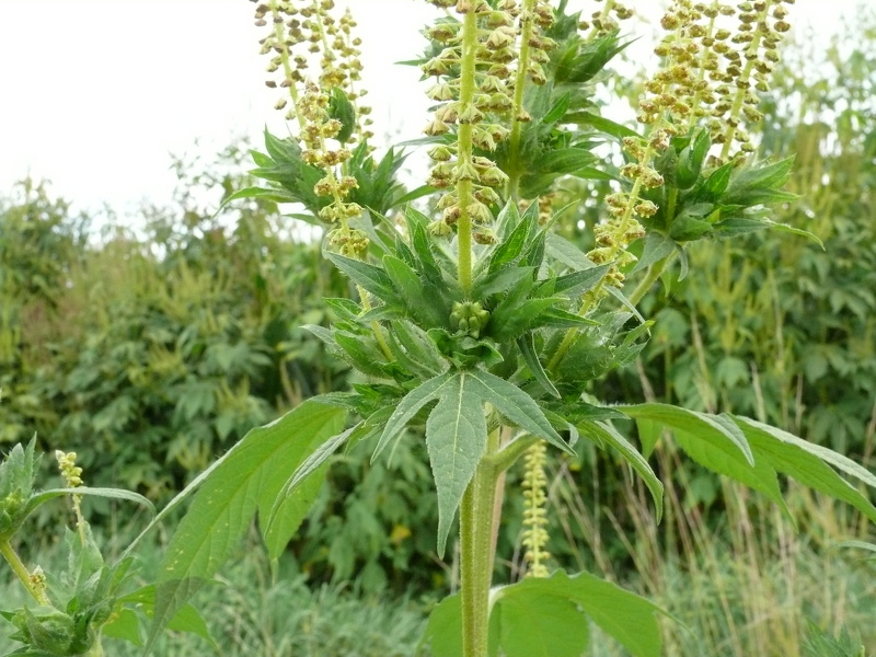 Ambrosia trifida L., 1753
