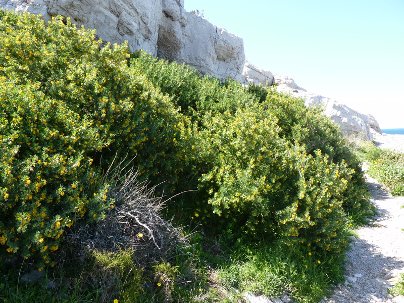 Medicago arborea L., 1753