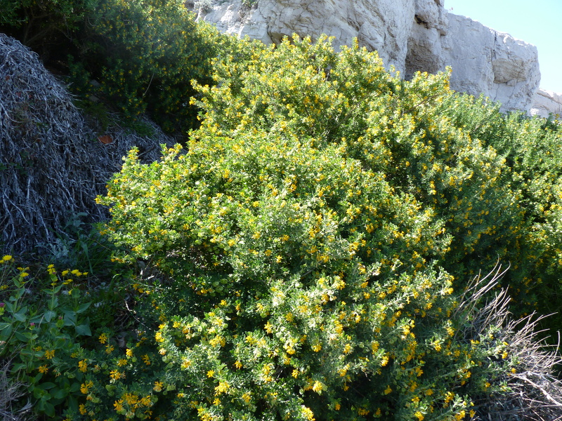 Medicago arborea L., 1753