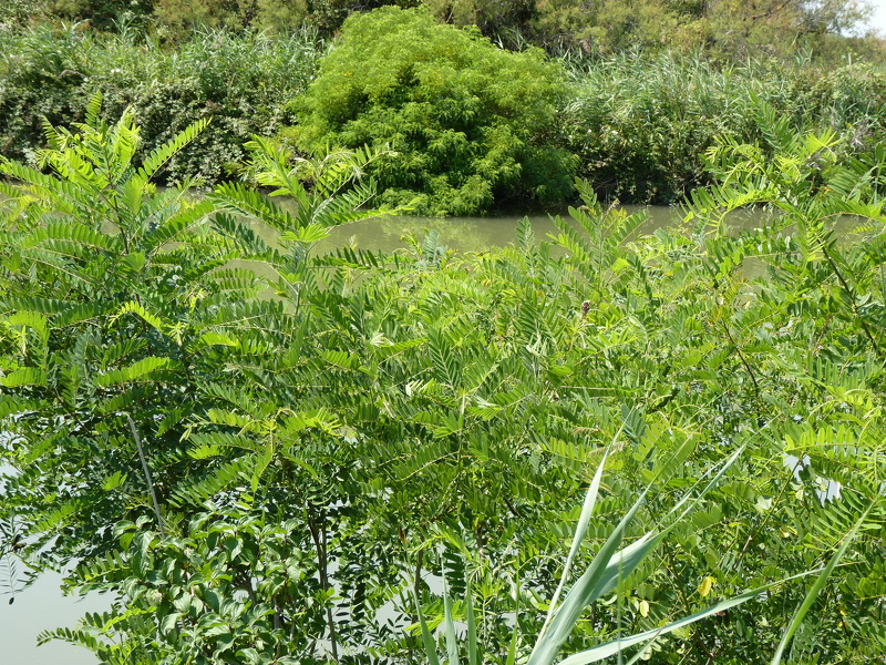 Amorpha fruticosa L., 1753