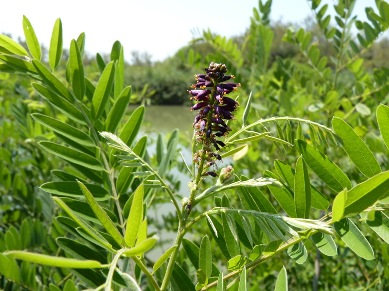 Amorpha fruticosa L., 1753