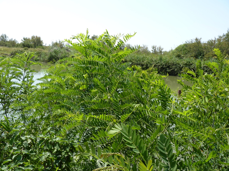 Amorpha fruticosa L., 1753