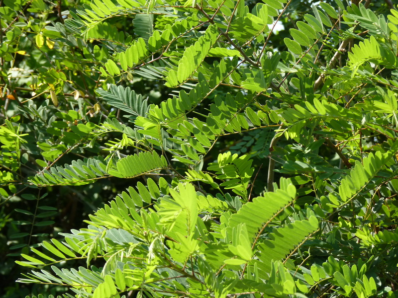 Amorpha fruticosa L., 1753