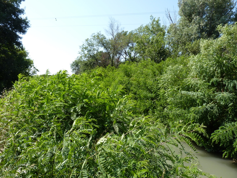 Amorpha fruticosa L., 1753
