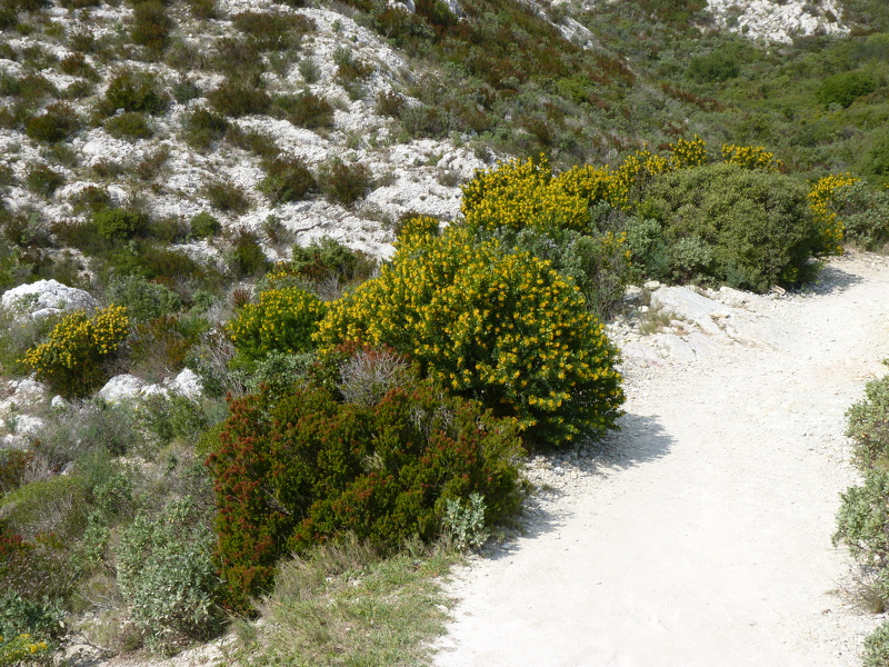 Medicago arborea L., 1753