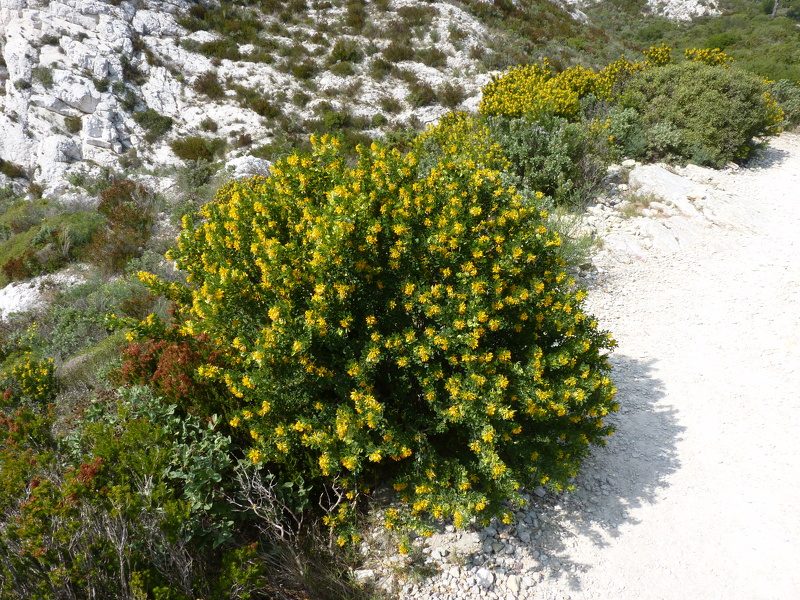 Medicago arborea L., 1753