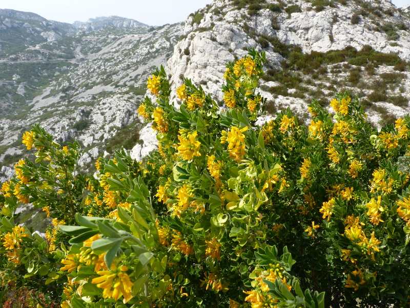 Medicago arborea L., 1753