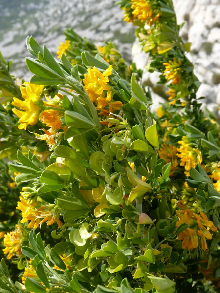 Medicago arborea L., 1753