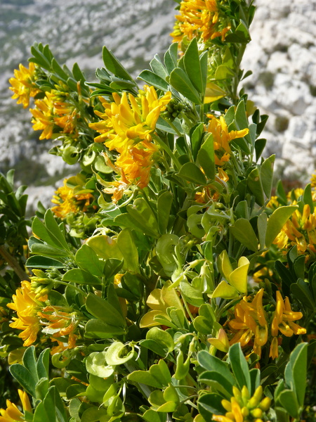 Medicago arborea L., 1753