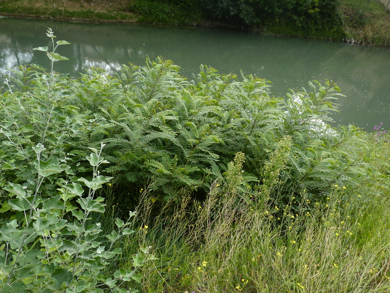 Amorpha fruticosa L., 1753