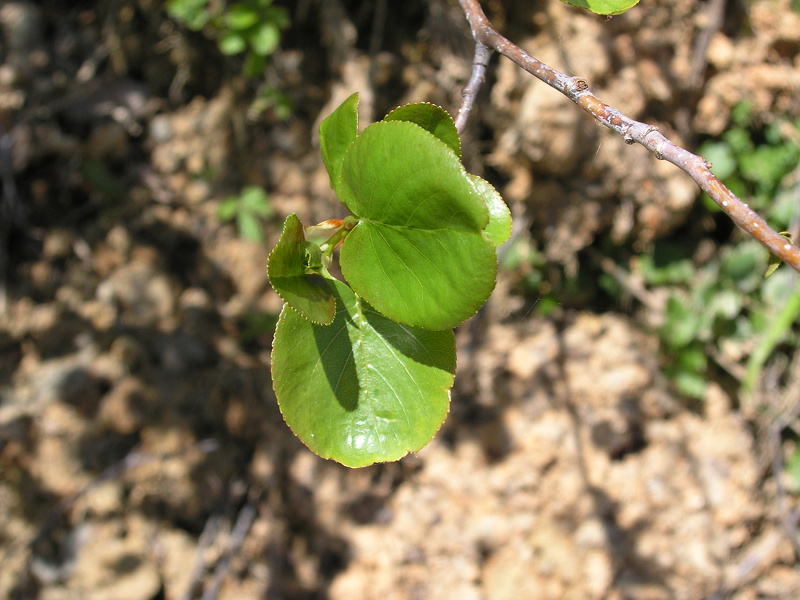 Alnus cordata (Loisel.) Duby, 1828