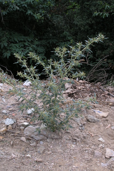 Xanthium spinosum L., 1753