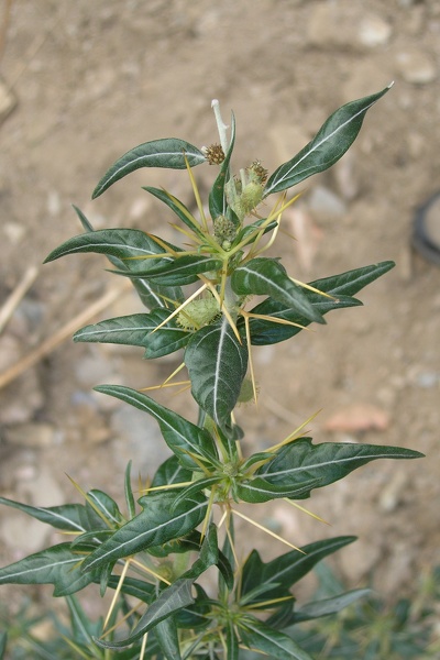 Xanthium spinosum L., 1753